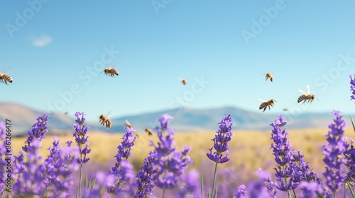 Bees Pollinating Lavender Flowers in a Sunny Field with Mountain Background