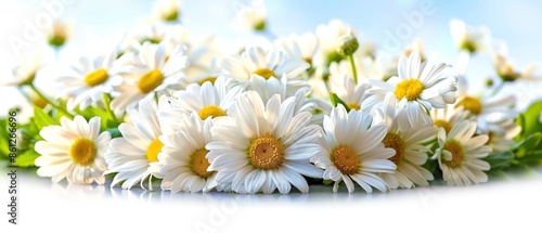 Chamomile flower