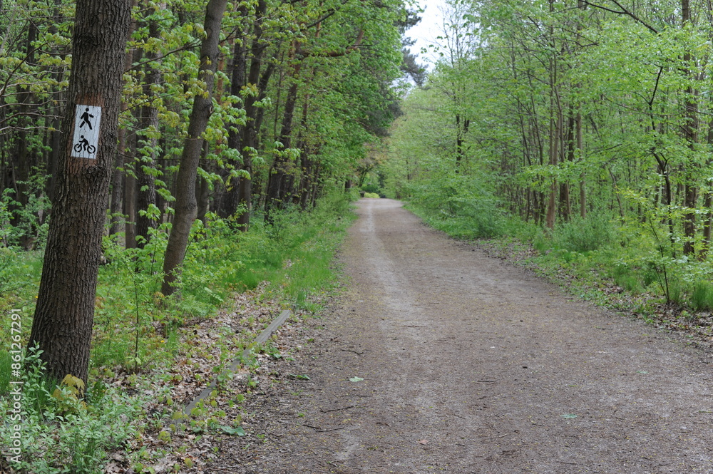 A dirt road through the green forest in spring A dirt road through the green forest in spring