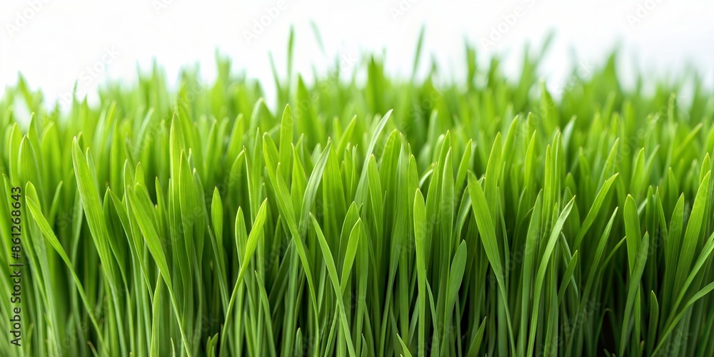 Green grass isolated on white background. Natural Green grass isolated on white background. Natural
