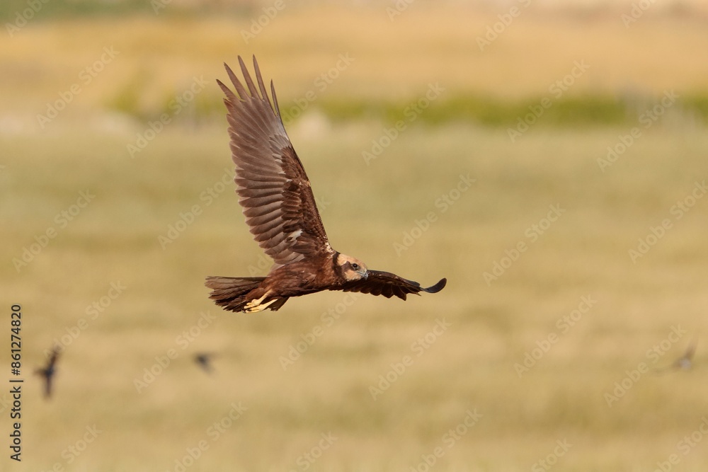 Obraz premium Female sub adult western marsh harrier Circus aeruginosus on spring migration