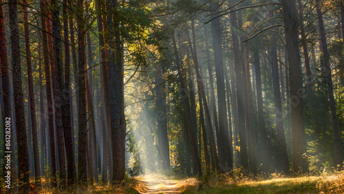 Fototapeta Naklejka Na Ścianę i Meble -  Jesień w lesie na Mazurach.