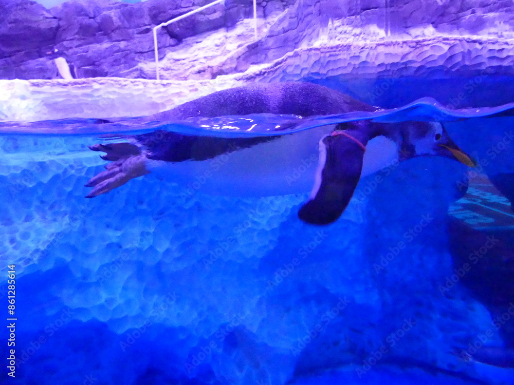 Fototapeta premium Manchot dans un aquarium