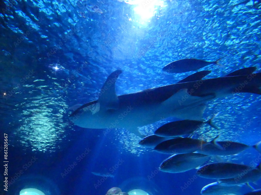 Fototapeta premium Requins aquarium