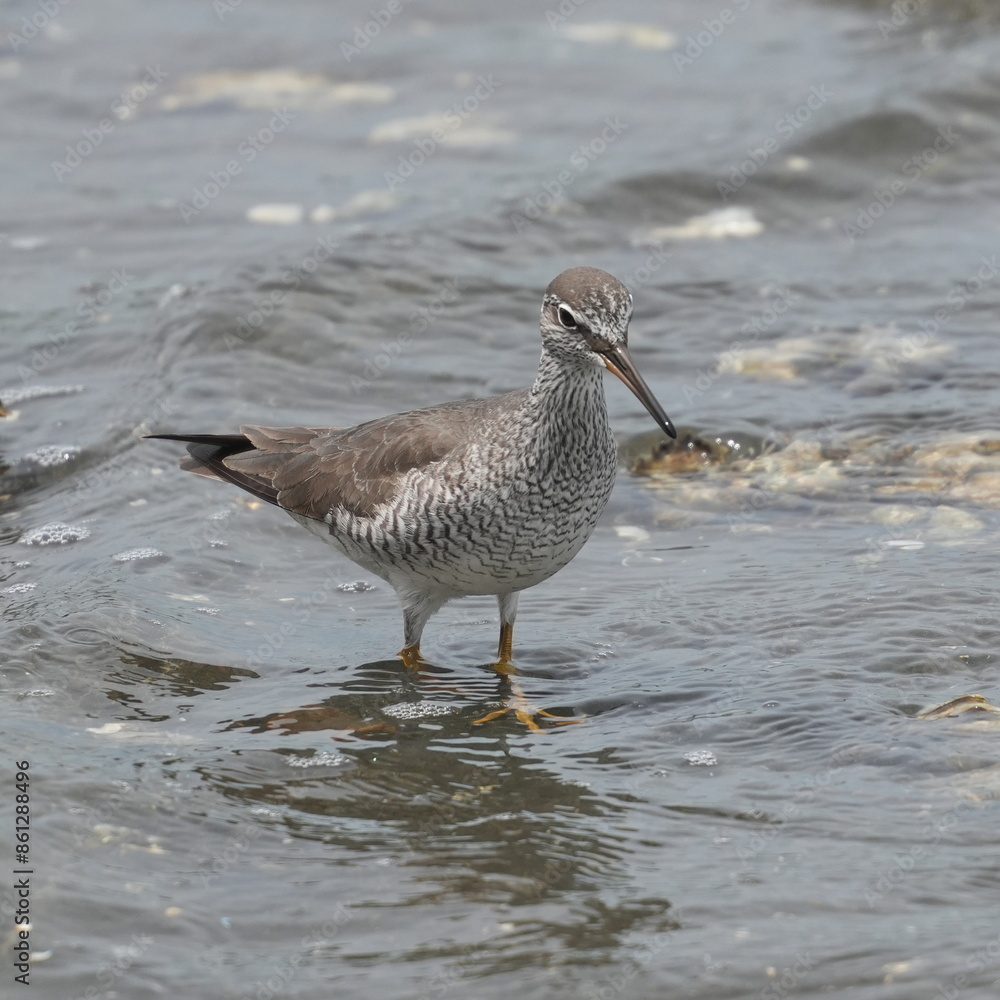 grey tailed tattler in a field grey tailed tattler in a field