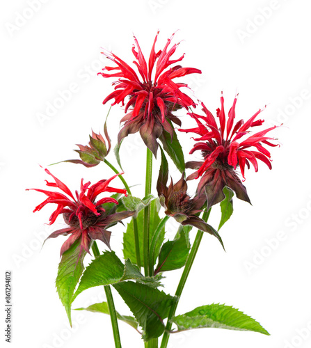 Monarda flowers isolated on a white background. Bergamot flowers. Oswego tea, scarlet beebalm.