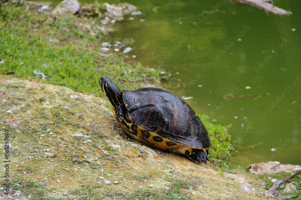Fototapeta premium turtle on the grass