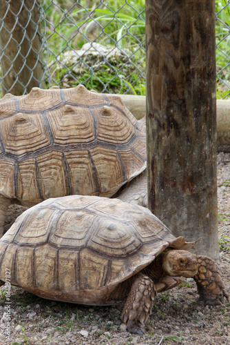 turtle on a rock photo