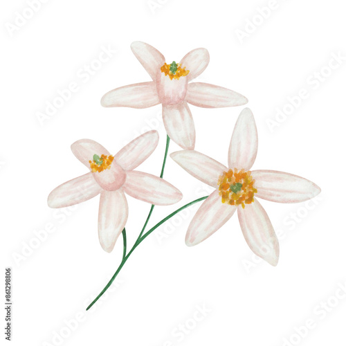 Watercolor illustration. Hand painted branches with blooming white, pink flowers, petals. Orange, grapefruit, tangerine, lemon, lime, pomelo flowers. Citrus fruits. Isolated floral clip art