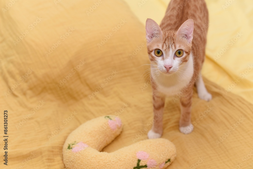 orange cat on yellow blanket with yellow toy
