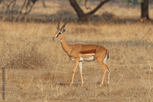 Chinkara/Indian gazelle (Gazella bennettii), Ranthambhore National Park, Rajasthan, India