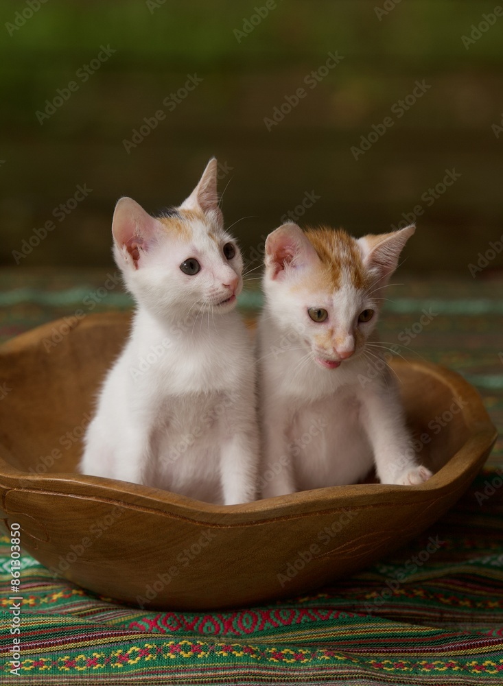twins white 1 month old kittens in wooden bowl Philippine native fabric from Baguio