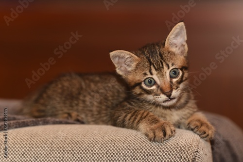 Obraz na płótnie 5 weeks old kitten tabby lying on the sofa w salonie
