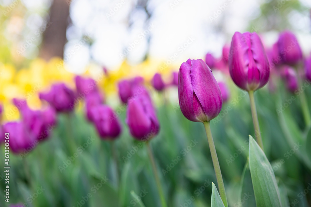 Obraz premium Purple tulip field in the park
