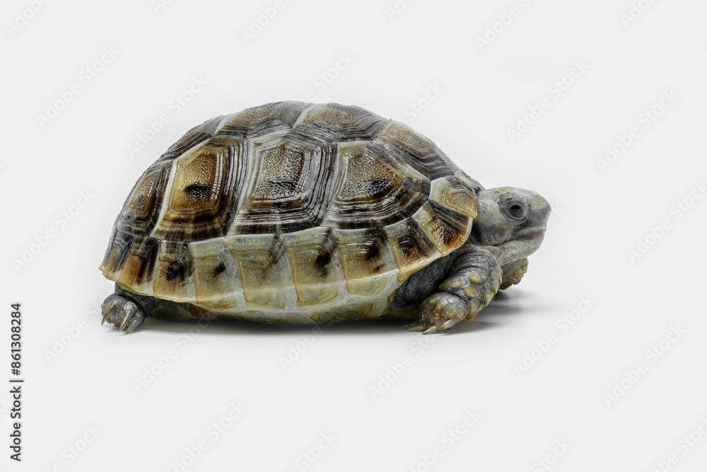 Juvenile Golden Greek Tortoise (Testudo graeca terrestris). As they grow older, the color of their carapace tends to change to a more golden yellow. Juvenile Golden Greek Tortoise (Testudo graeca terrestris). As they grow older, the color of their carapace tends to change to a more golden yellow.
