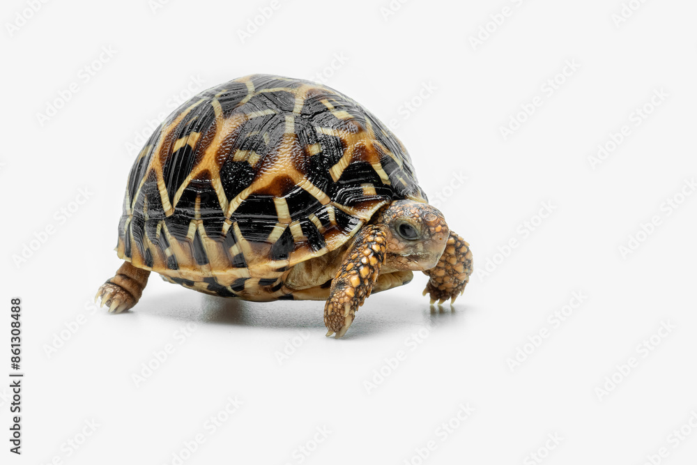 Naklejka premium The Indian Star Tortoise (Geochelone elegans) is a tortoise species native to India, Pakistan and Sri Lanka.