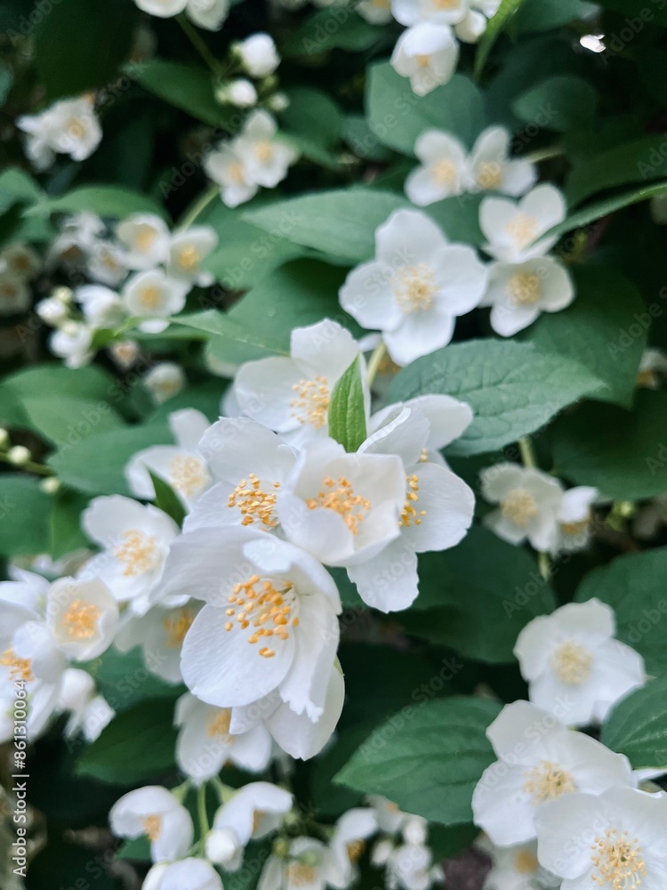 Tender white jasmine blossom, blooming jasmine bush Tender white jasmine blossom, blooming jasmine bush