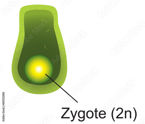 Fern, Plant zygote illustration