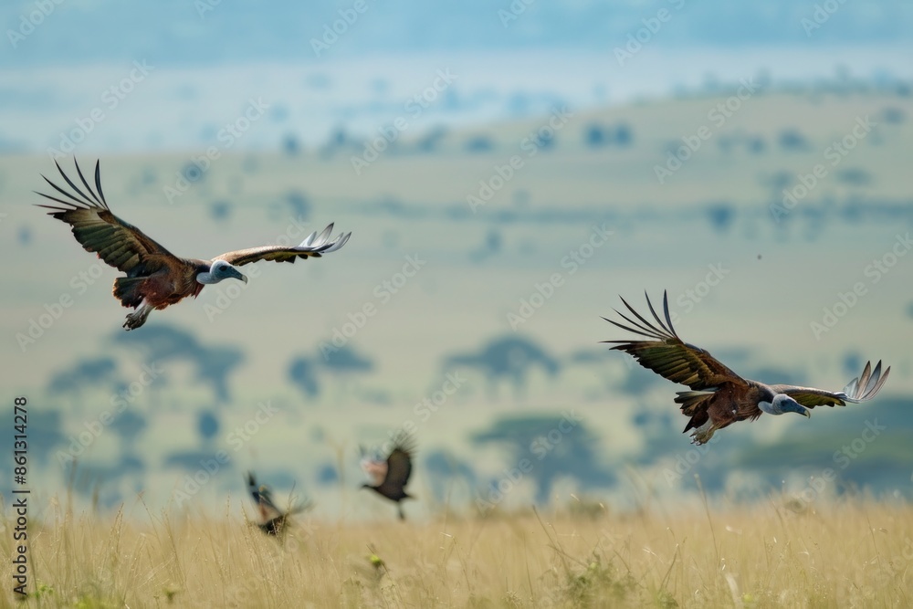 Lappet Faced vultures flying to a kill in Maasai Mara. Lappet Faced vultures flying to a kill in Maasai Mara.