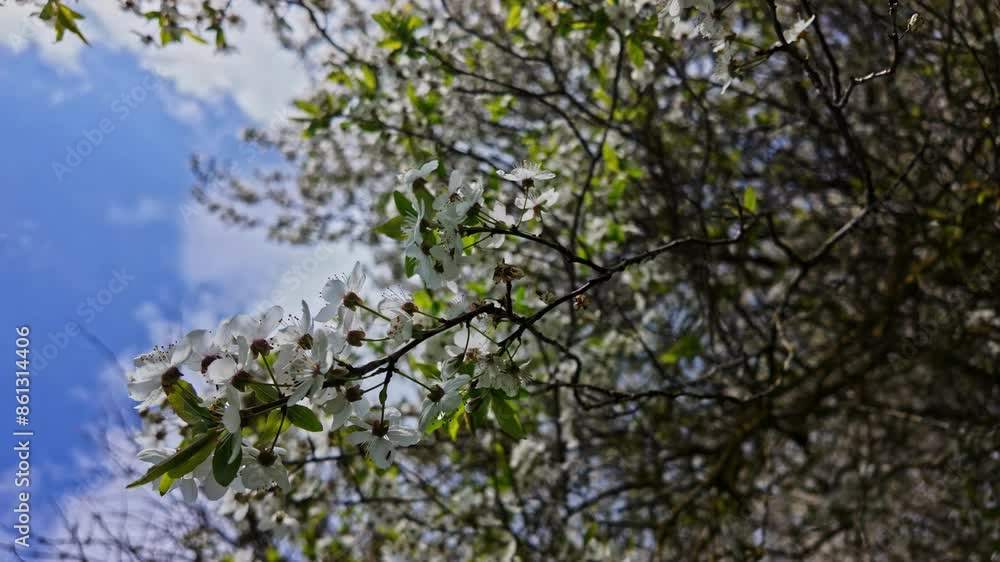 White flower blossoms with green leaves dangle off of branched tree White flower blossoms with green leaves dangle off of branched tree