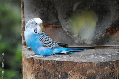 A blue female budgie sitsin front of a half open budgie nest with a yellow bird in it photo