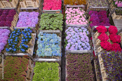 fresh cut flowers in Aalsmeer Royal flora Holland auction