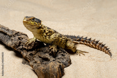 Tableau sur toile The Sungazer (Smaug giganteus) is a species of lizard from sub-Saharan Africa