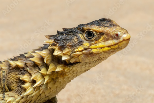 Foto The Sungazer (Smaug giganteus) is a species of lizard from sub-Saharan Africa