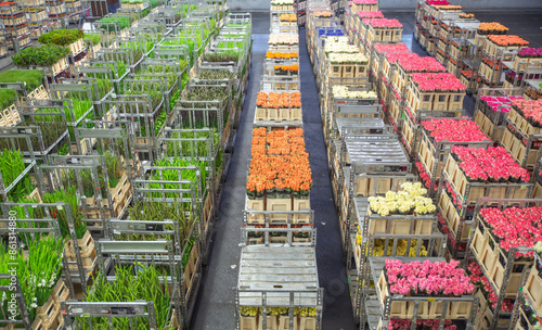 rows of fresh cut flowers stack on shelfs in Aalsmeer Royal flora Holland, Amsterdam, Netherlands photo