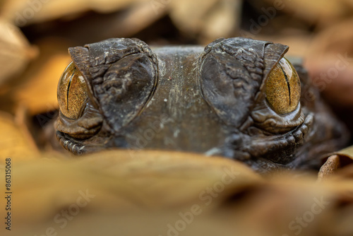 A very closeup the eye of False Gharial (Tomistoma schlegelii) which is camouflaged in dry leaves. The species is a freshwater crocodilian native to Indonesia. photo