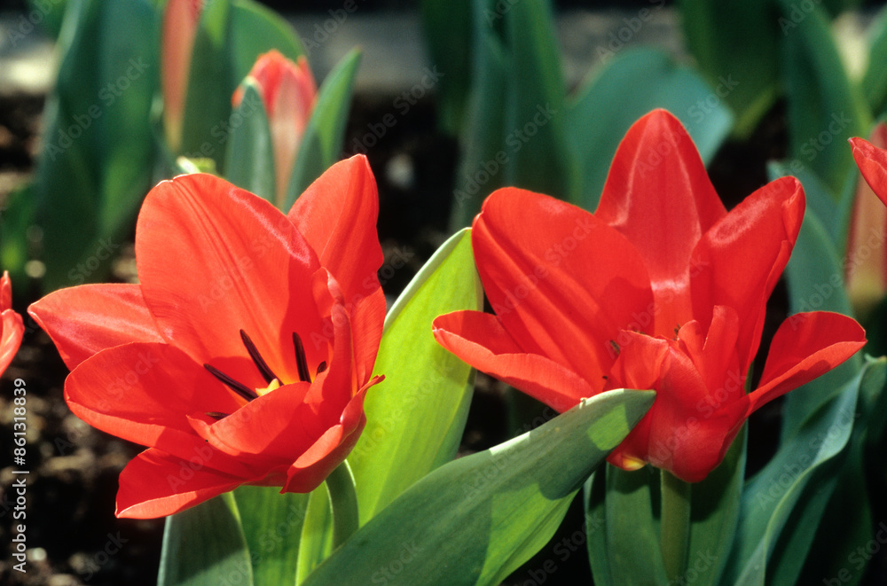 Tulipa spp. fosteriana 'Spring Pearl', Tulipe