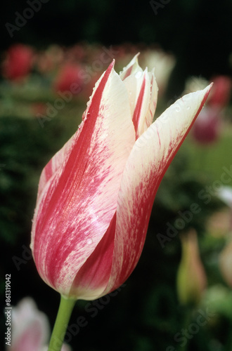 Fotografie Tulipa spp. 'Marylin', Tulipe
