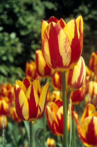 Tulipa tardive 'Coulor Spectacle' , Tulipe photo