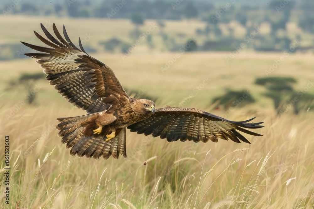 Fototapeta premium Tawny Eagle in flight in Masai Mara.