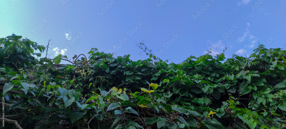 Green background, foliage, leaves of the Possum Vine type Cissus ...