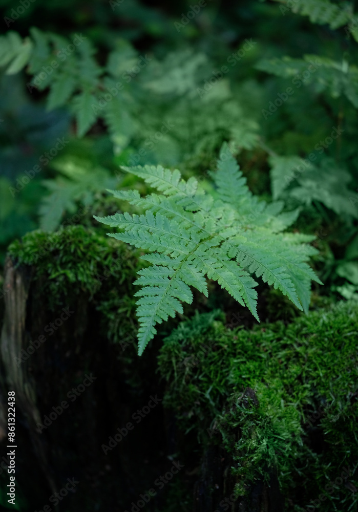 Green fern plant grow in forest, dark natural background. Beautiful wild plants leaves texture. fern - symbol of Litha, Ligo night. sacred plant of wicca, slavic folklore mythology Green fern plant grow in forest, dark natural background. Beautiful wild plants leaves texture. fern - symbol of Litha, Ligo night. sacred plant of wicca, slavic folklore mythology