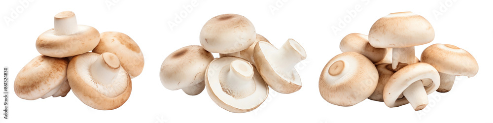Fototapeta premium PNG Mushroom fungus plant cut out element set