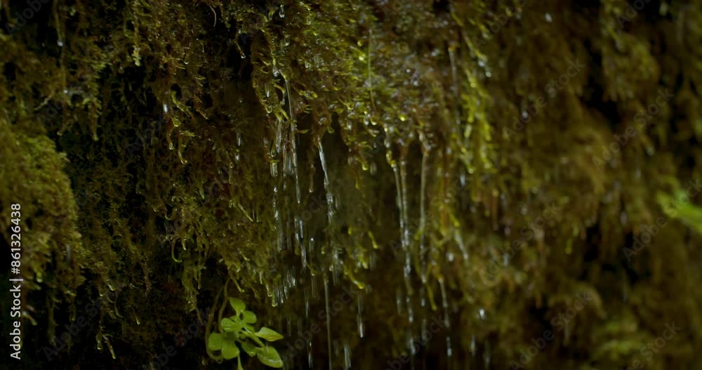 Water dripping from moss into the levada from green slope in Madeira. Close-up shot Water dripping from moss into the levada from green slope in Madeira. Close-up shot