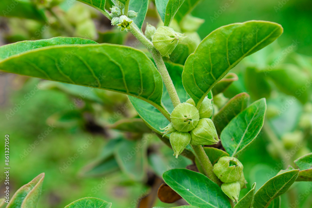 Ashwagandha green plant or withania somnifera plant grow in garden. ayurvedic medicine plant Ashwagandha green plant or withania somnifera plant grow in garden. ayurvedic medicine plant