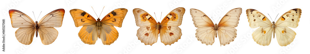 Fototapeta premium Real Pressed butterfly animal insect png cut out element set