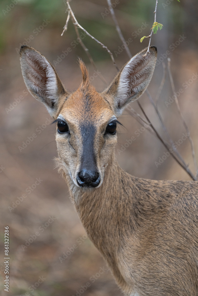 Portrait of a female Common Duiker alert with a blurred background, Kruger Park. Portrait of a female Common Duiker alert with a blurred background, Kruger Park.