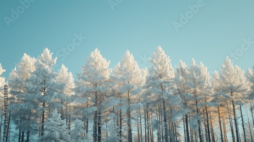 Wallpaper Mural Trees covered with snow Torontodigital.ca