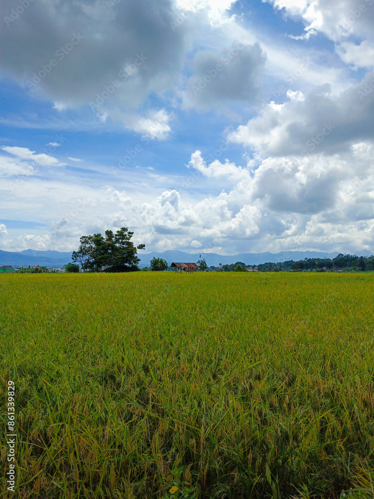 Obraz premium The beautiful view of the rice fields turns yellow during the day