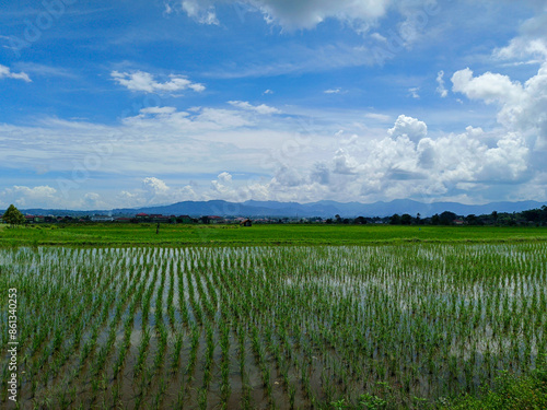 Lanscape view Ricefield and blue sky in indonesia, During the day the sun is hot with a beautiful view of the rice fields
