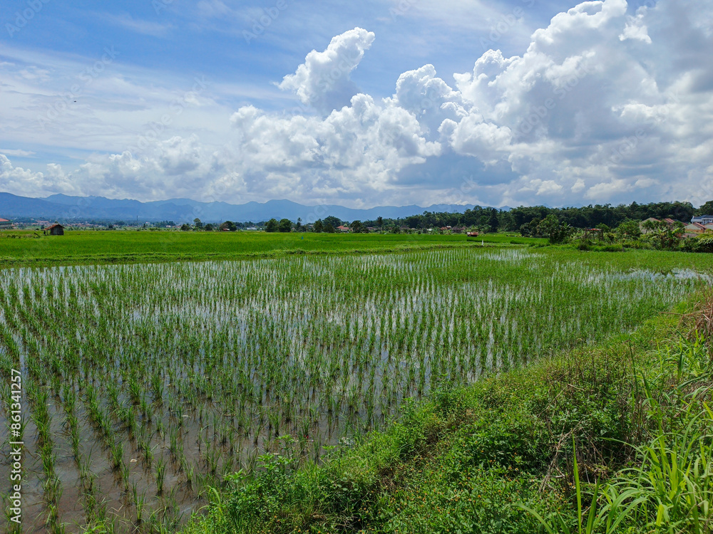Obraz premium Lanscape view Ricefield and blue sky in indonesia, During the day the sun is hot with a beautiful view of the rice fields