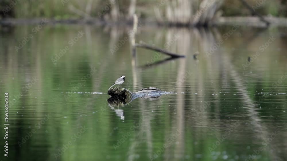 Wagtail or Motacilla alba sits perched on half submerged log in pond, static Wagtail or Motacilla alba sits perched on half submerged log in pond, static