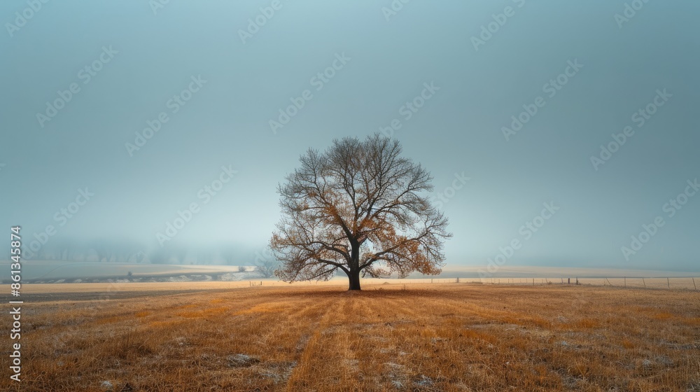 Fototapeta premium A leafless tree stands alone against an overcast sky, its branches stark and bare