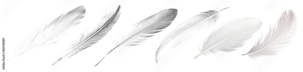 Elegant white feathers collection png set Elegant white feathers collection png set