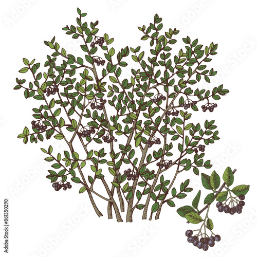 Black chokeberry bush and branch with ripe berries photo