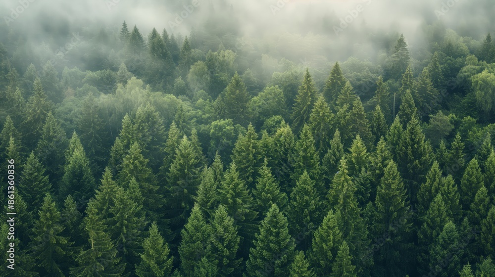 A lush green forest filled with tall trees, partially shrouded in mist, providing a serene and tranquil natural landscape. A lush green forest filled with tall trees, partially shrouded in mist, providing a serene and tranquil natural landscape.